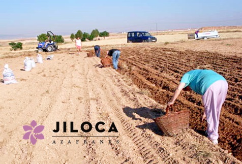 Culture du bulbe de safran